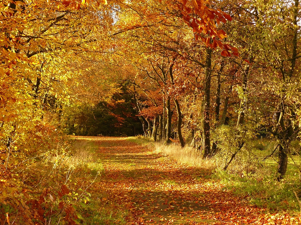 Leaves leaves in the autumn colorful