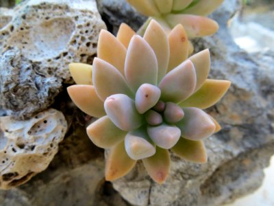Flower, Plant, Flora, Stonecrop Family