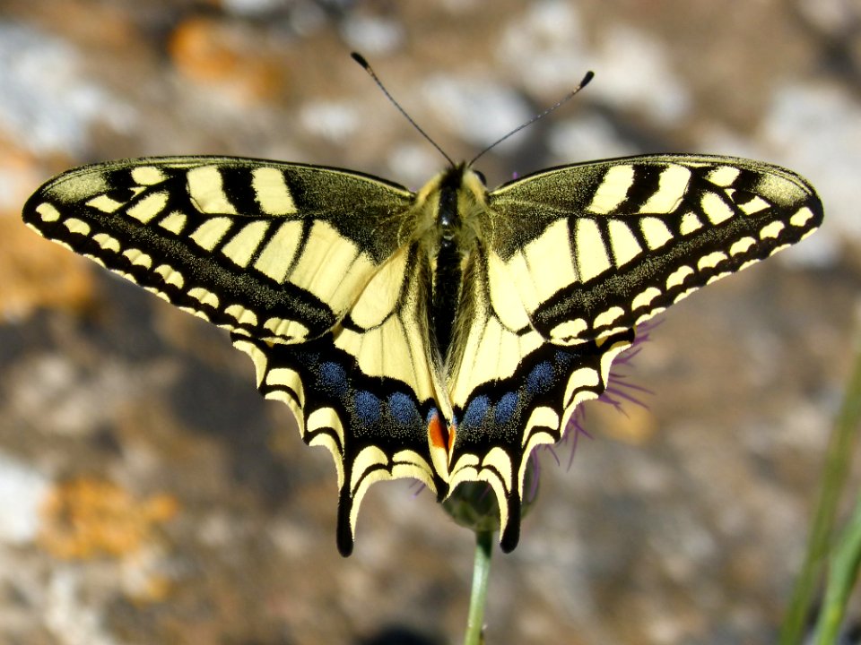 Butterfly, Moths And Butterflies, Insect, Invertebrate