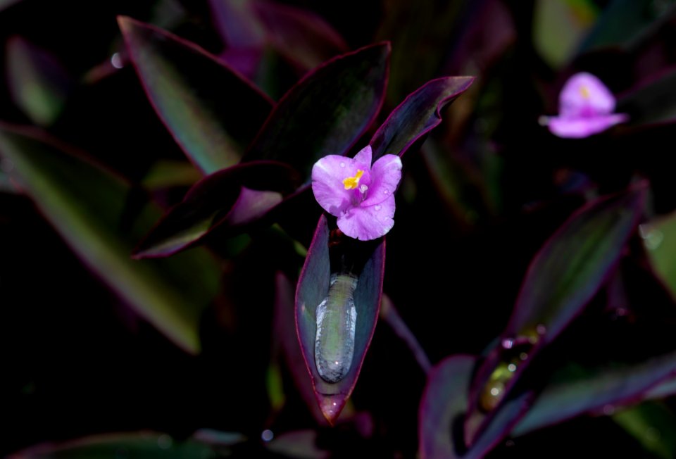 Plant, Flora, Flower, Purple