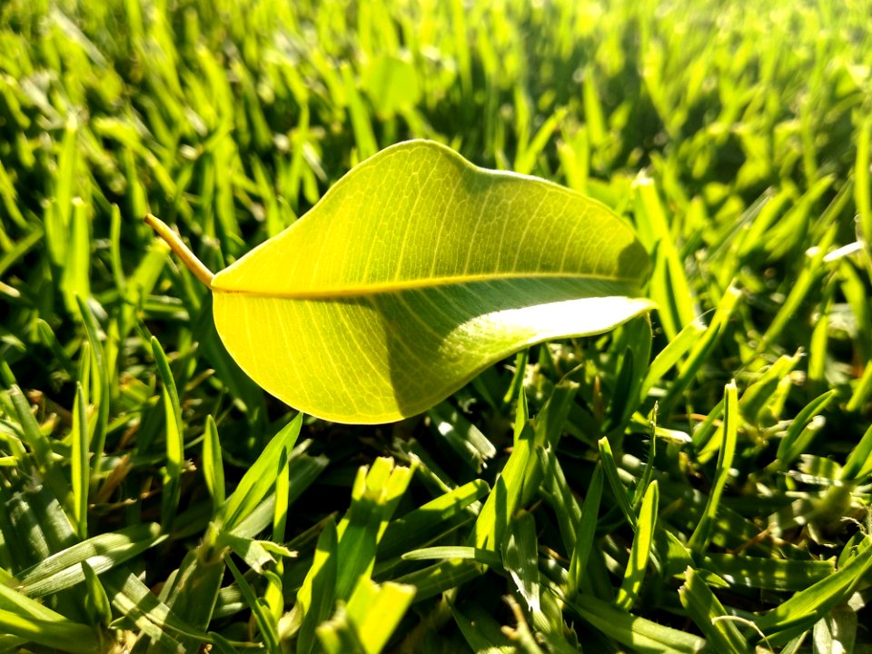 Leaf, Plant, Grass, Grass Family