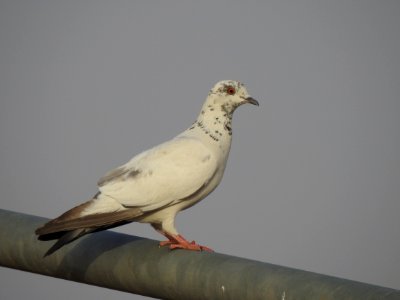 Bird, Fauna, Beak, Pigeons And Doves photo