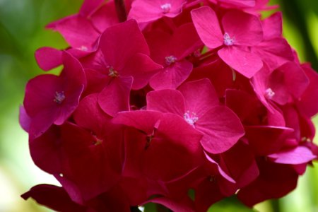 Flower, Pink, Plant, Hydrangea photo