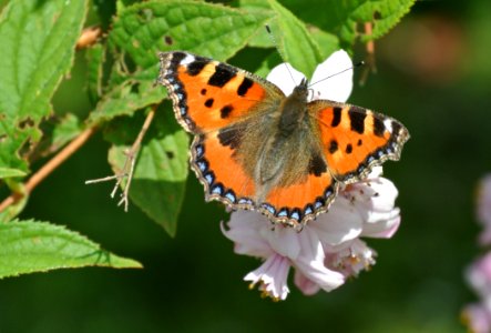 Butterfly, Insect, Lycaenid, Moths And Butterflies