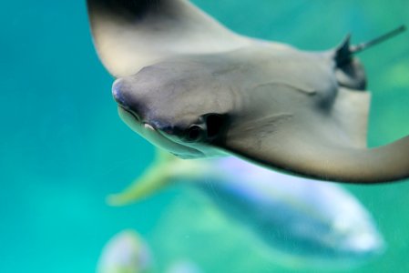 Fish, Marine Mammal, Close Up, Fin photo