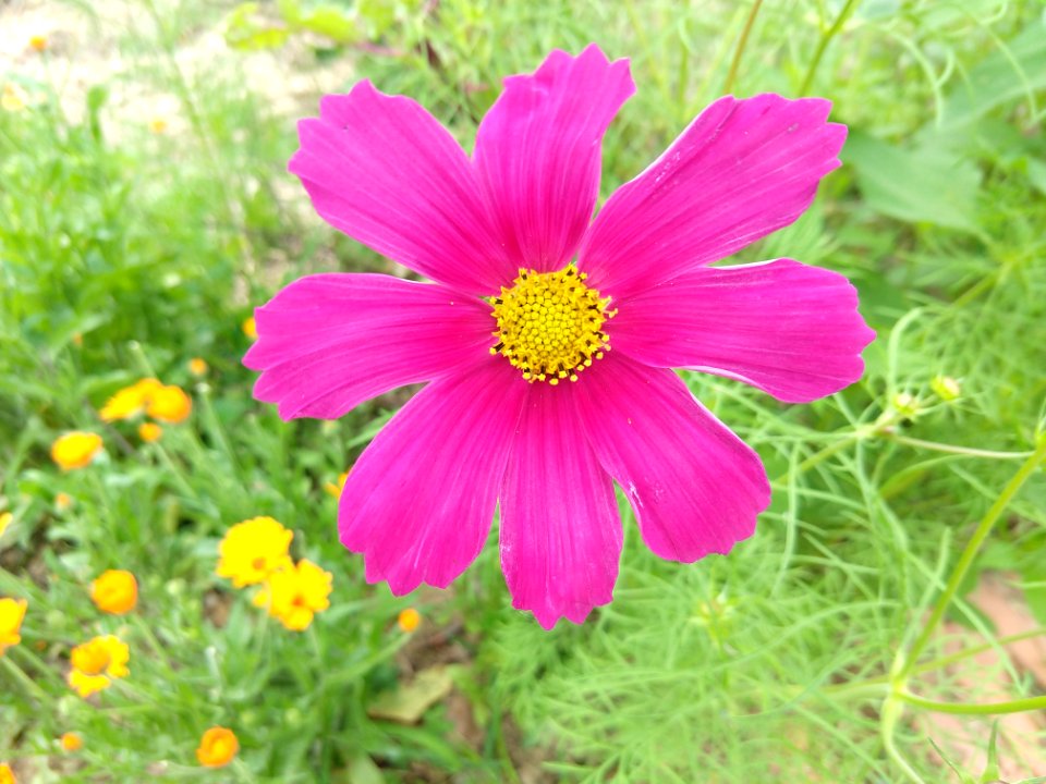 Flower, Garden Cosmos, Flora, Plant