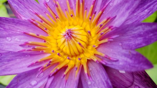 Flower, Purple, Flora, Aster photo