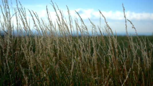 Ecosystem, Grass, Vegetation, Grass Family photo