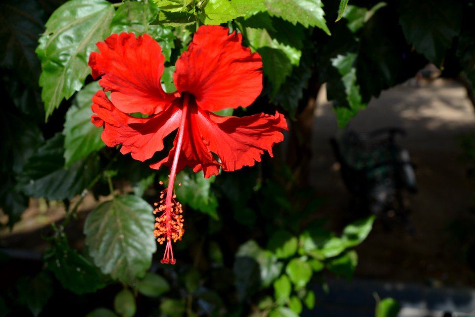 Flower, Plant, Flowering Plant, Hibiscus