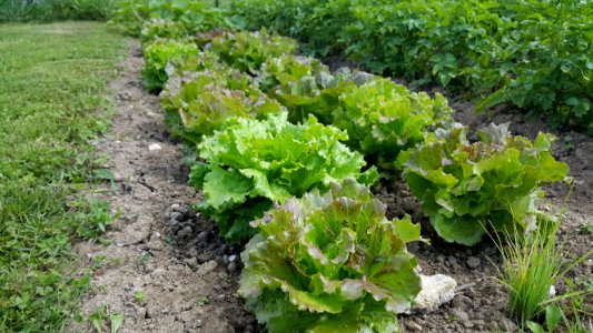 Plant, Leaf Vegetable, Lettuce, Herb