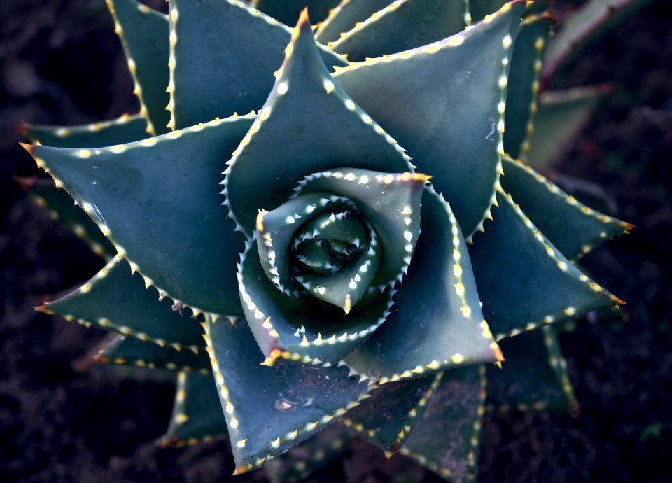 Flora, Plant, Close Up, Flowering Plant