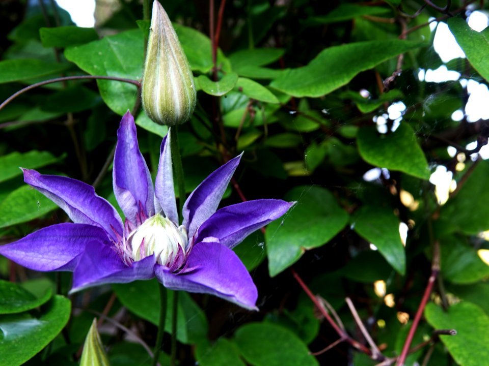 Flower, Plant, Flora, Passion Flower