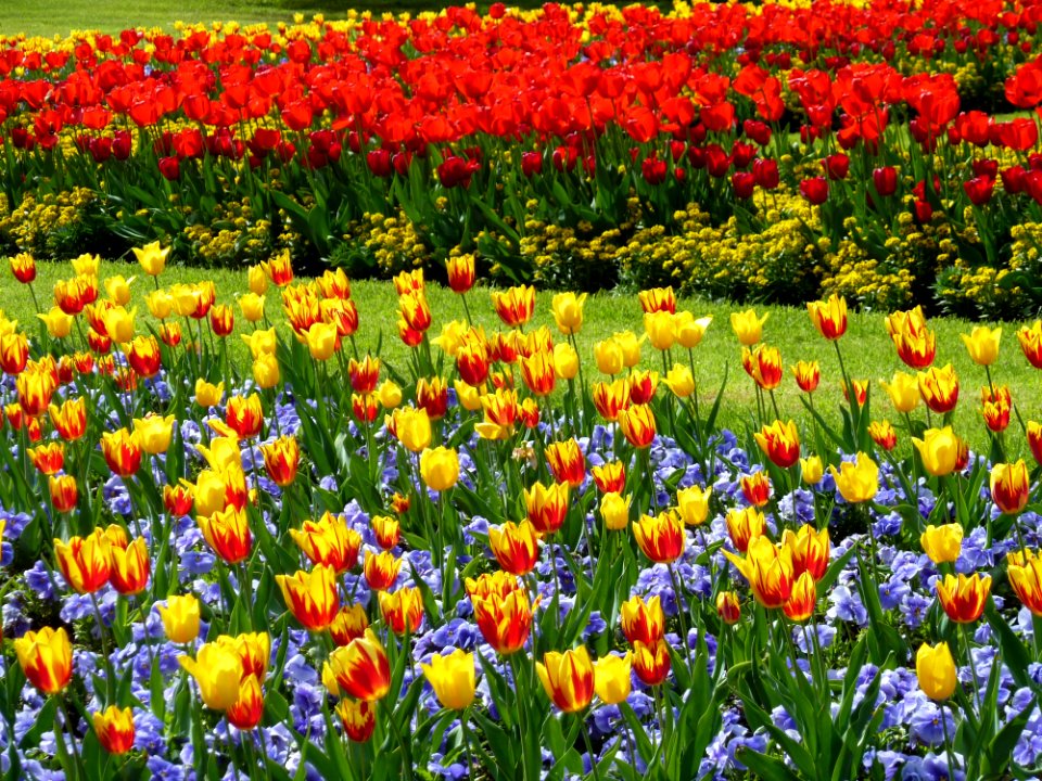 Flower, Plant, Flowering Plant, Botanical Garden