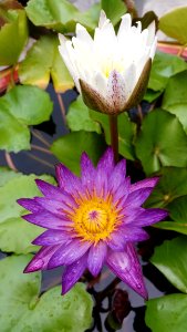 Flower, Plant, Flora, Aquatic Plant