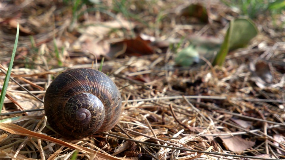 Snails And Slugs, Snail, Terrestrial Animal, Fauna
