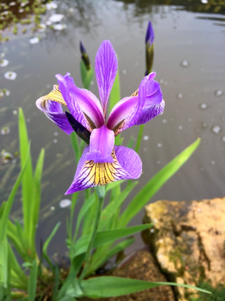 Flower, Plant, Flora, Flowering Plant