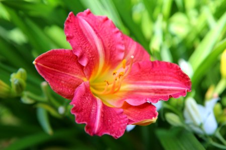 Pink, Flower, Daylily, Flora