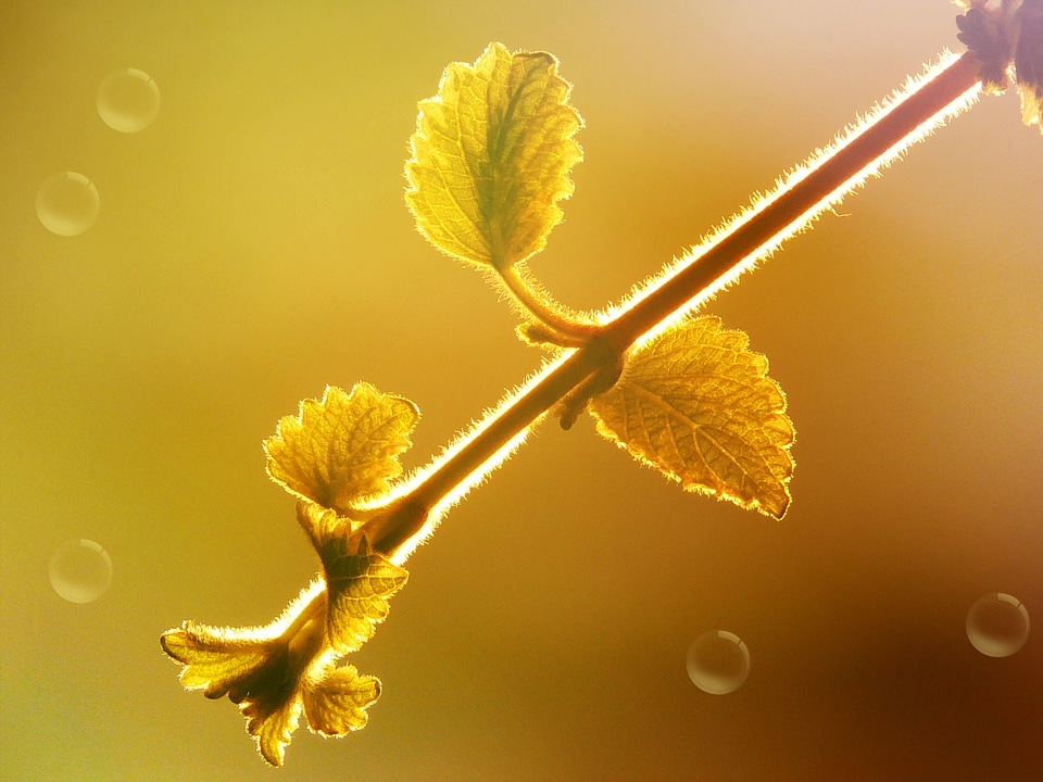 Branch leaves lighting