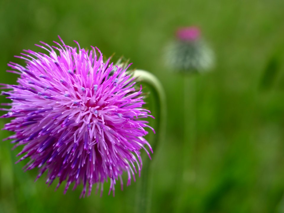 Silybum, Thistle, Purple, Close Up