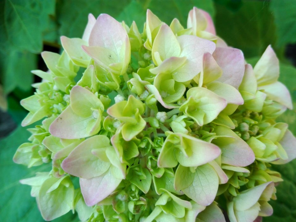 Flower, Plant, Green, Hydrangea