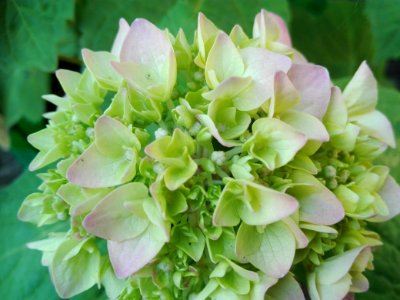 Flower, Plant, Green, Hydrangea photo