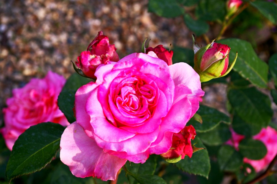 Flower, Rose, Rose Family, Plant
