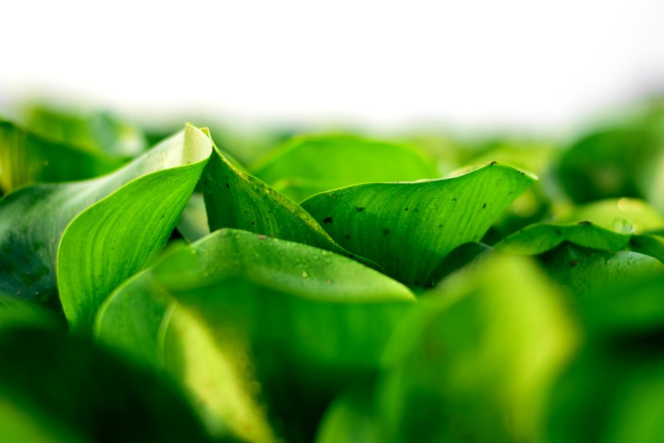 Green, Leaf, Close Up, Grass