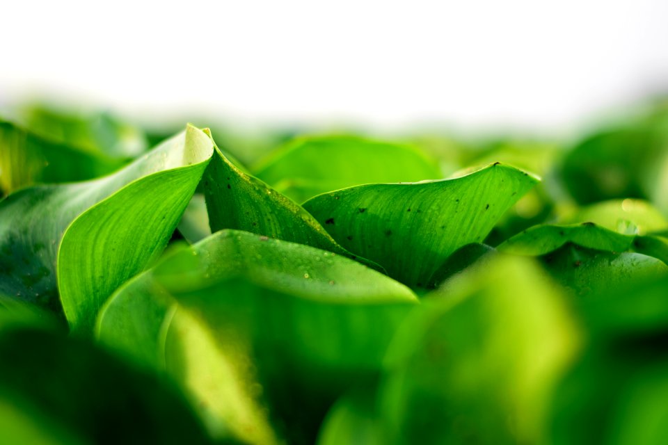 Green, Leaf, Close Up, Grass photo