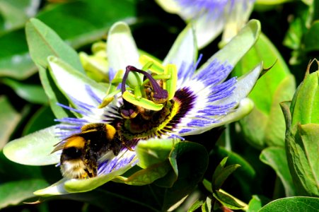 Bee, Flower, Honey Bee, Flora photo