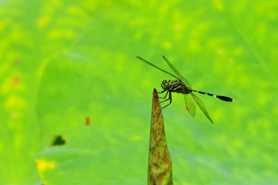 Insect, Dragonfly, Dragonflies And Damseflies, Damselfly