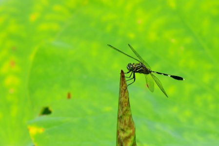 Insect, Dragonfly, Dragonflies And Damseflies, Damselfly photo