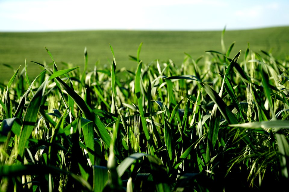 Grass, Crop, Field, Agriculture