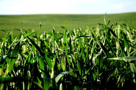Grass, Crop, Field, Agriculture