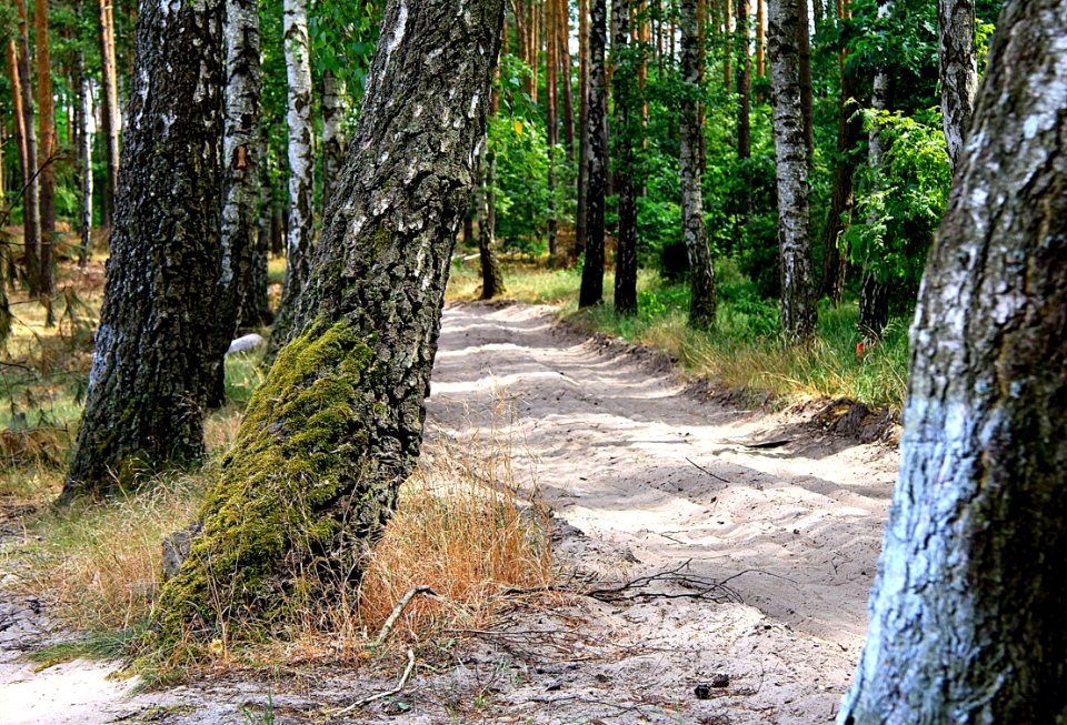 Path, Woodland, Tree, Nature Reserve
