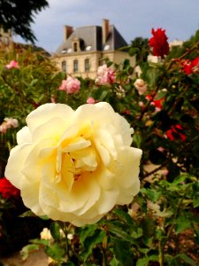 Flower, Rose, Rose Family, Flowering Plant