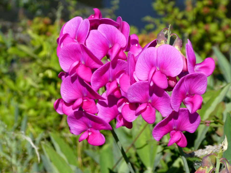 Flower, Plant, Everlasting Sweet Pea, Flora