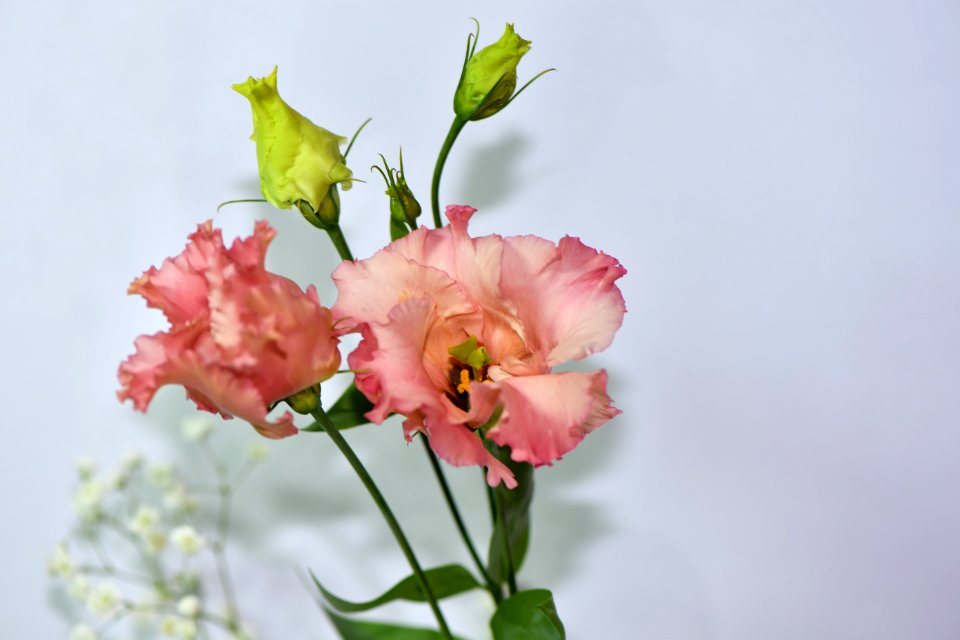Flower, Pink, Flowering Plant, Flower Arranging photo