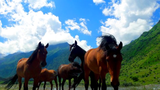 Horse, Ecosystem, Grassland, Horse Like Mammal