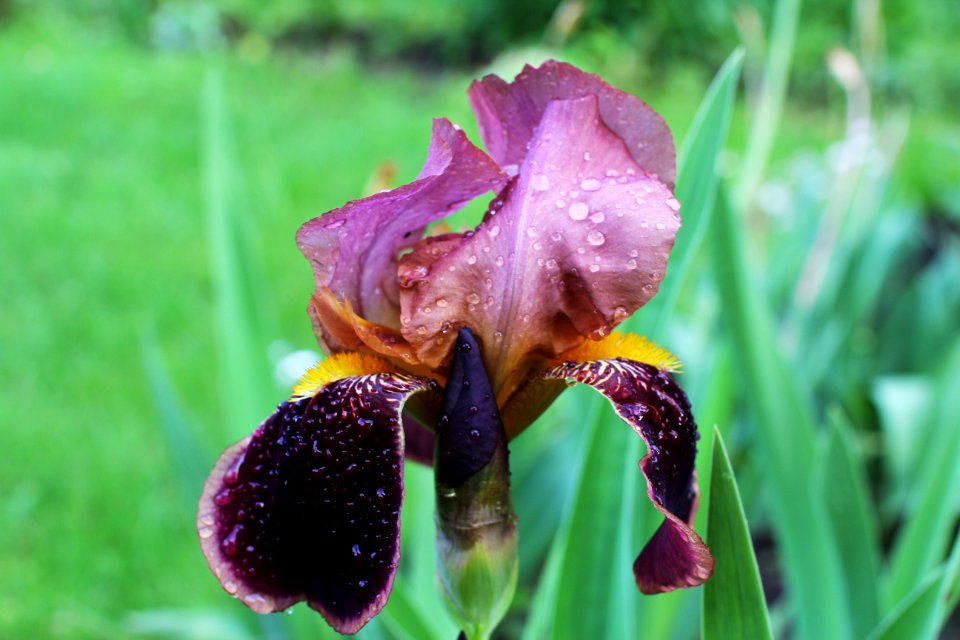 Flower, Plant, Flora, Flowering Plant