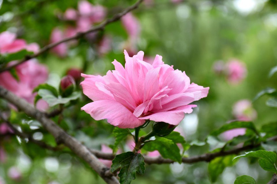 Flower, Plant, Pink, Flowering Plant