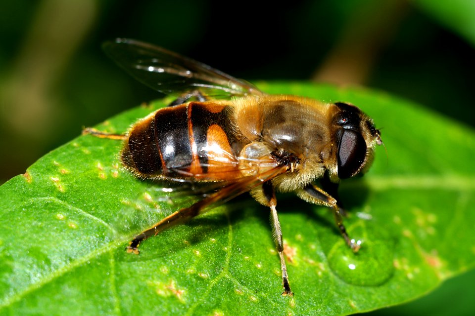Insect, Bee, Invertebrate, Honey Bee