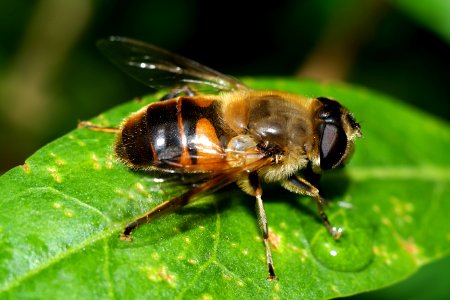 Insect, Bee, Invertebrate, Honey Bee photo