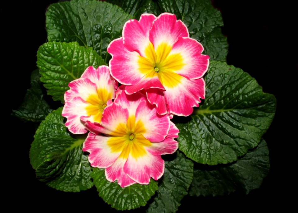 Flower, Primula, Flowering Plant, Plant