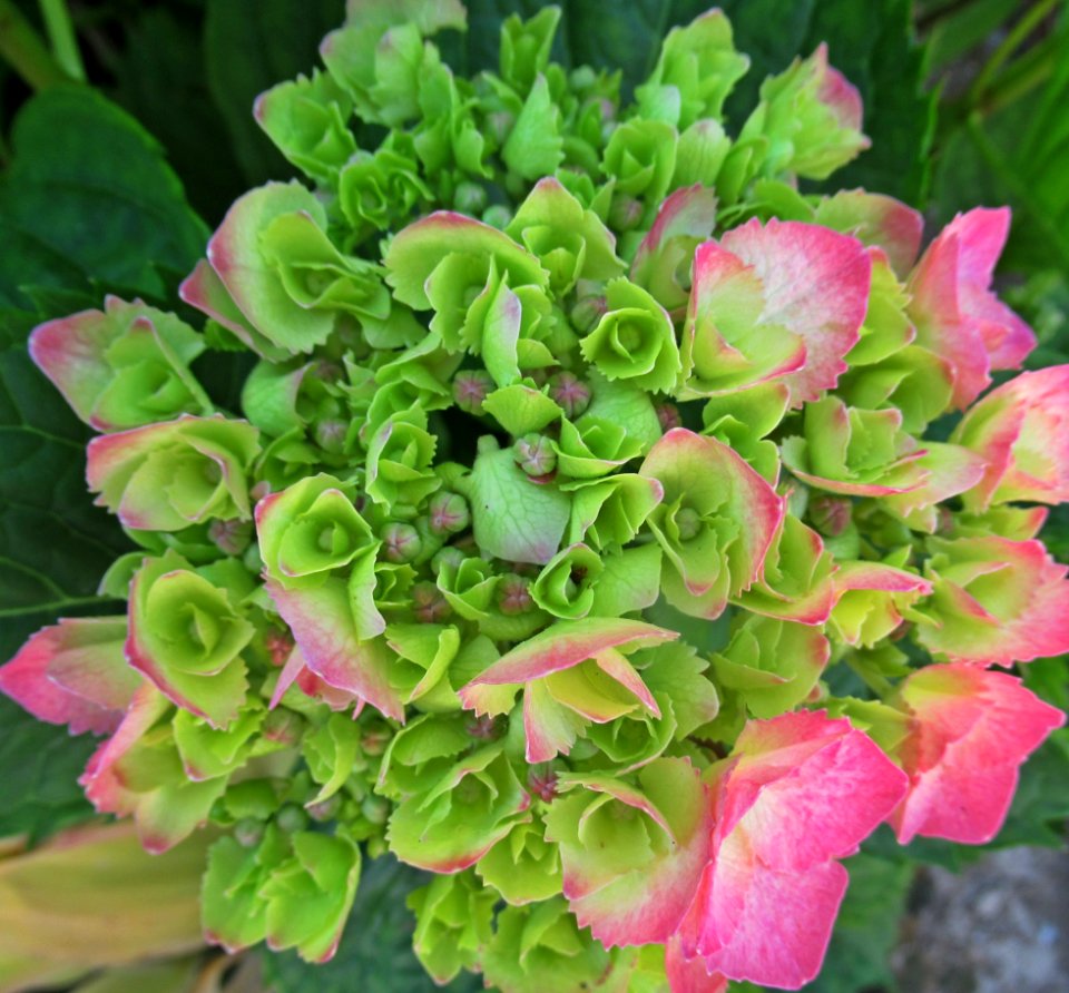 Plant, Flower, Hydrangea, Flowering Plant