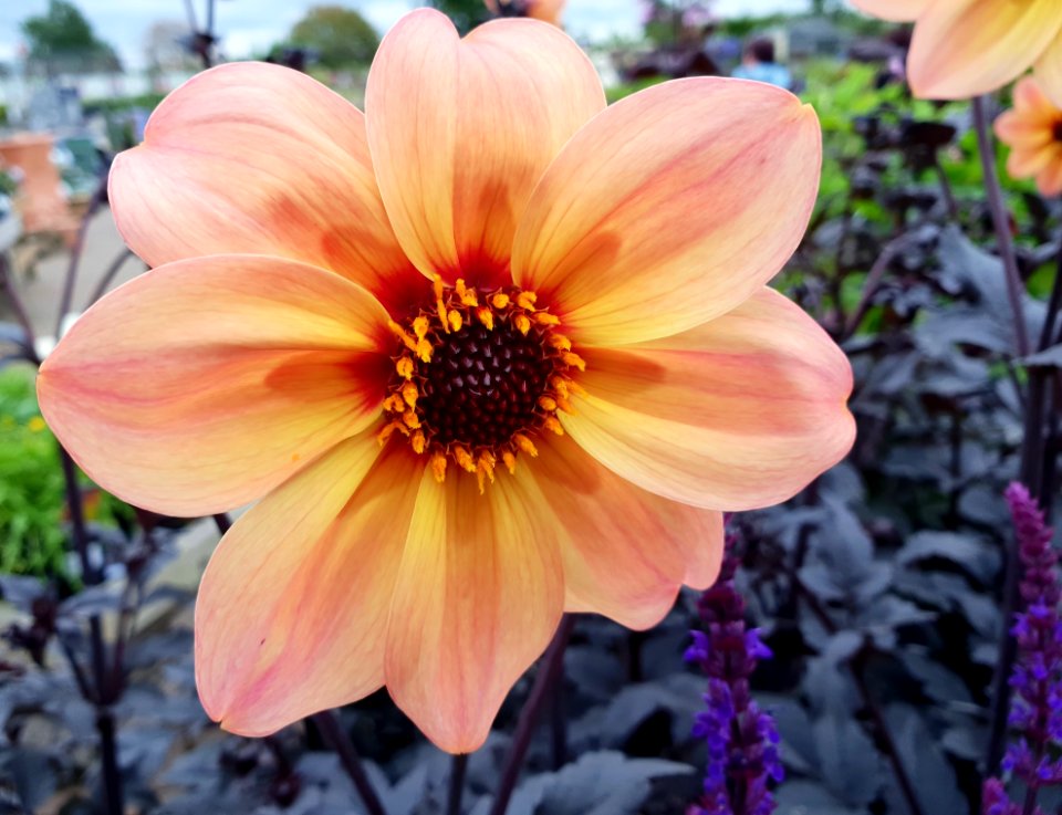 Flower, Flora, Plant, Flowering Plant