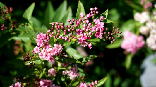 Plant, Flower, Shrub, Spring