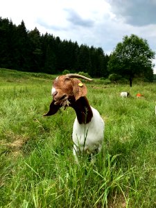 Goats, Goat, Pasture, Grass
