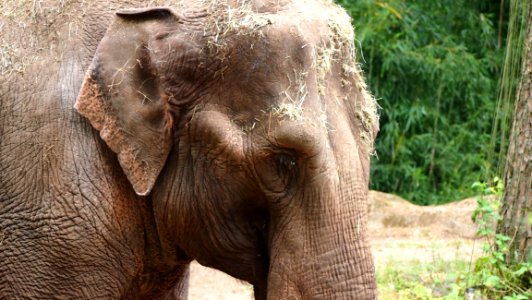 Elephant, Elephants And Mammoths, Terrestrial Animal, Indian Elephant