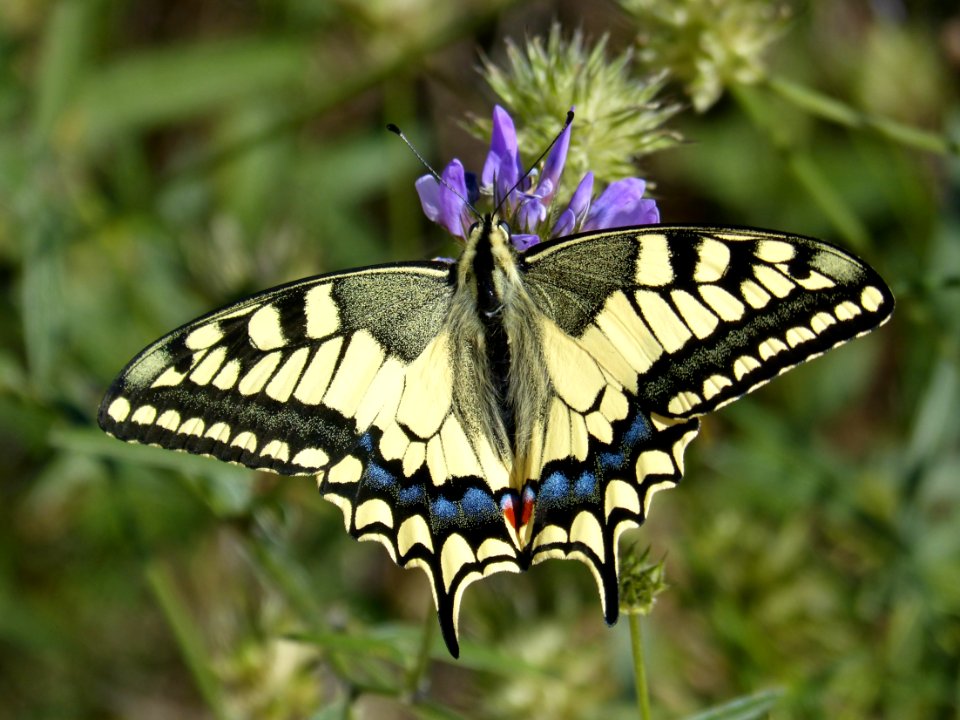Butterfly, Moths And Butterflies, Insect, Brush Footed Butterfly