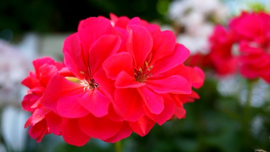 Flower, Flowering Plant, Plant, Petal
